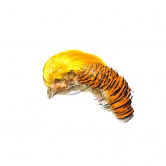 Wapsi Golden Pheasant Complete Head