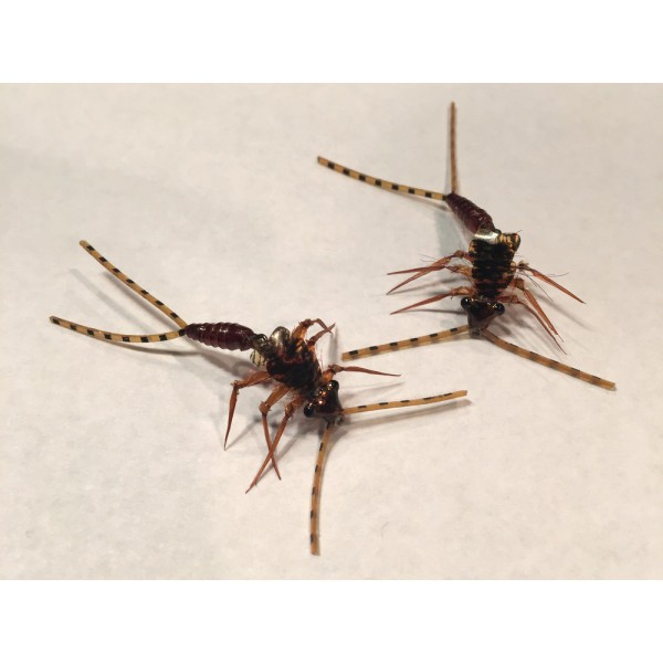 Wapsi Sili Legs Nymph