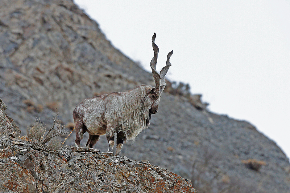 Snow_Leopard_tajikistan_02_940x627.png