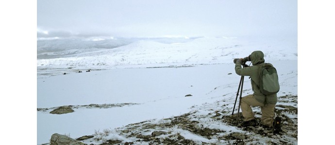 DIGISCOPING DEL BUEY ALMIZCLERO EN PLENA VENTISCA