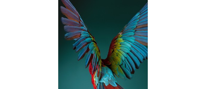 Swarovski Optik "Tan colorido como la vida misma"